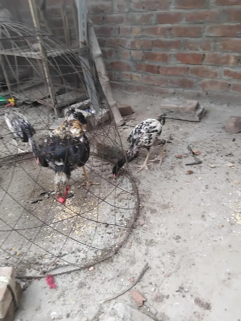 Aseel Mianwali — photo 6