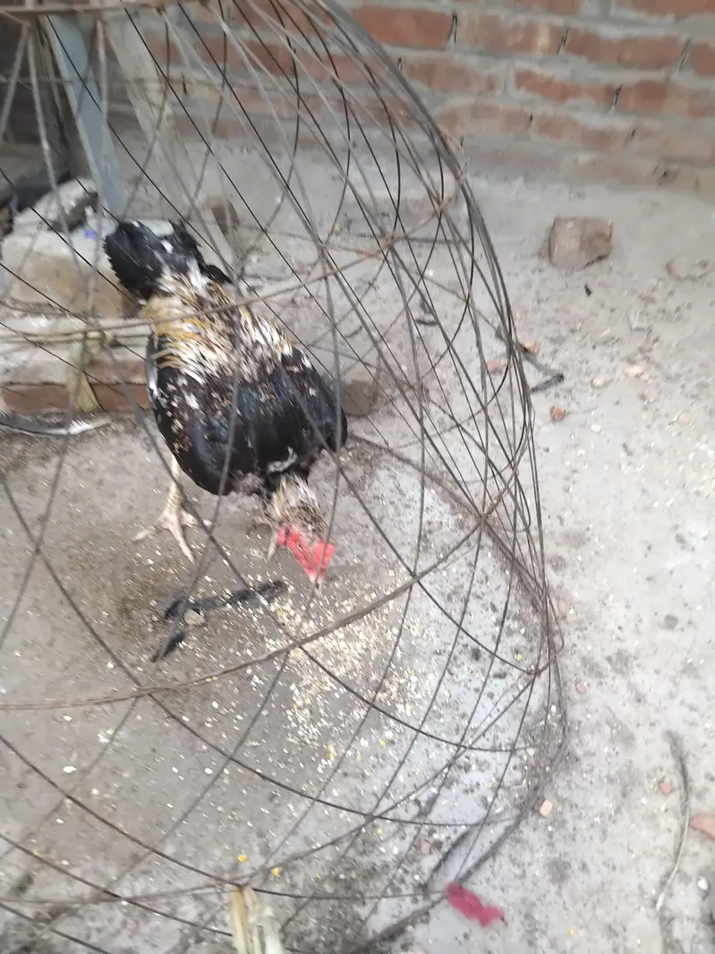 Aseel Mianwali — photo 7