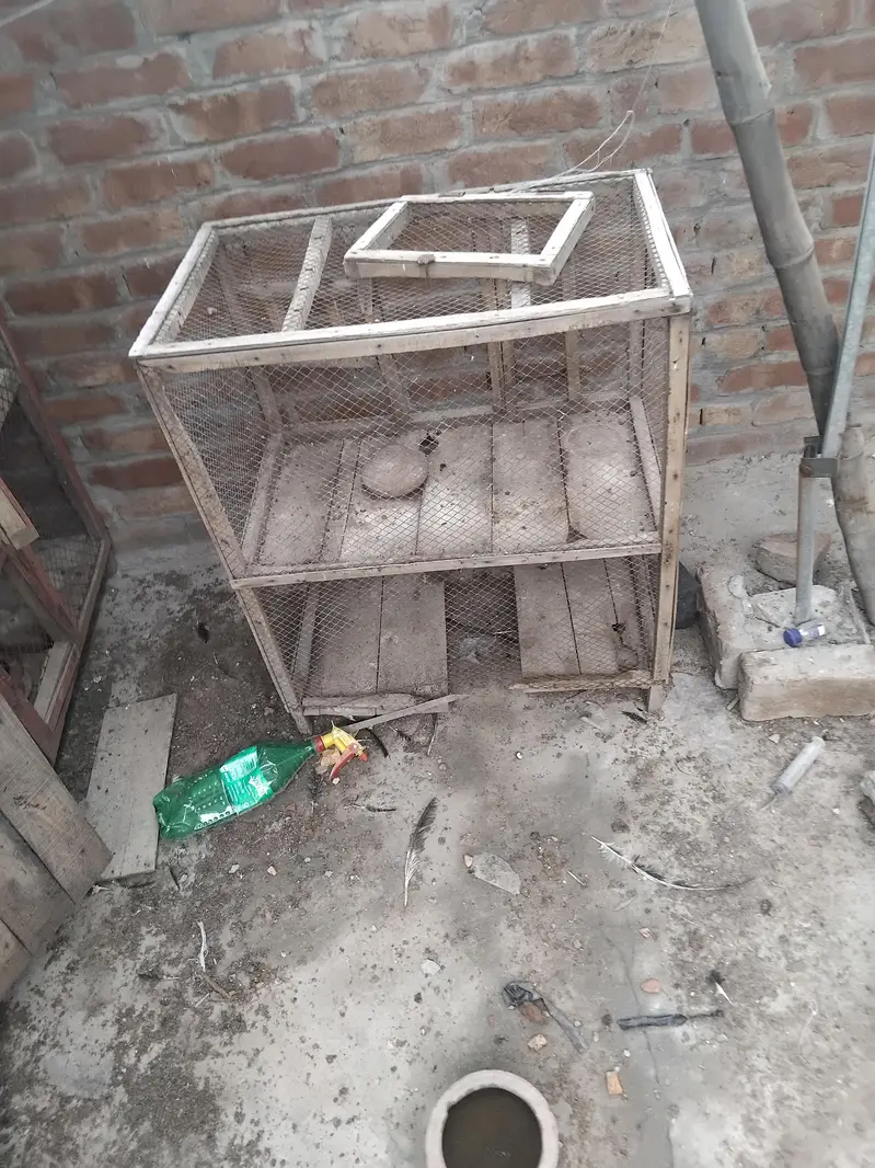 Aseel Mianwali — photo 10