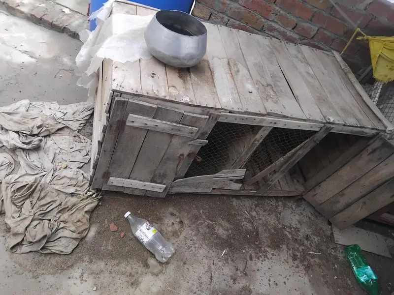 Aseel Mianwali — photo 11