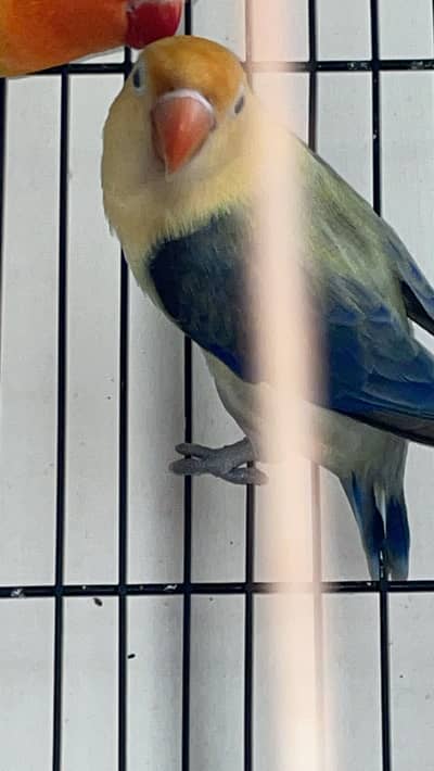 Parblue Fischer's Lovebird mutation