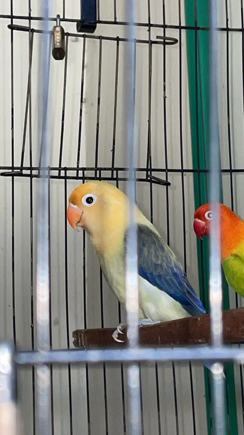 Parblue Fischer's Lovebird mutation — photo 2