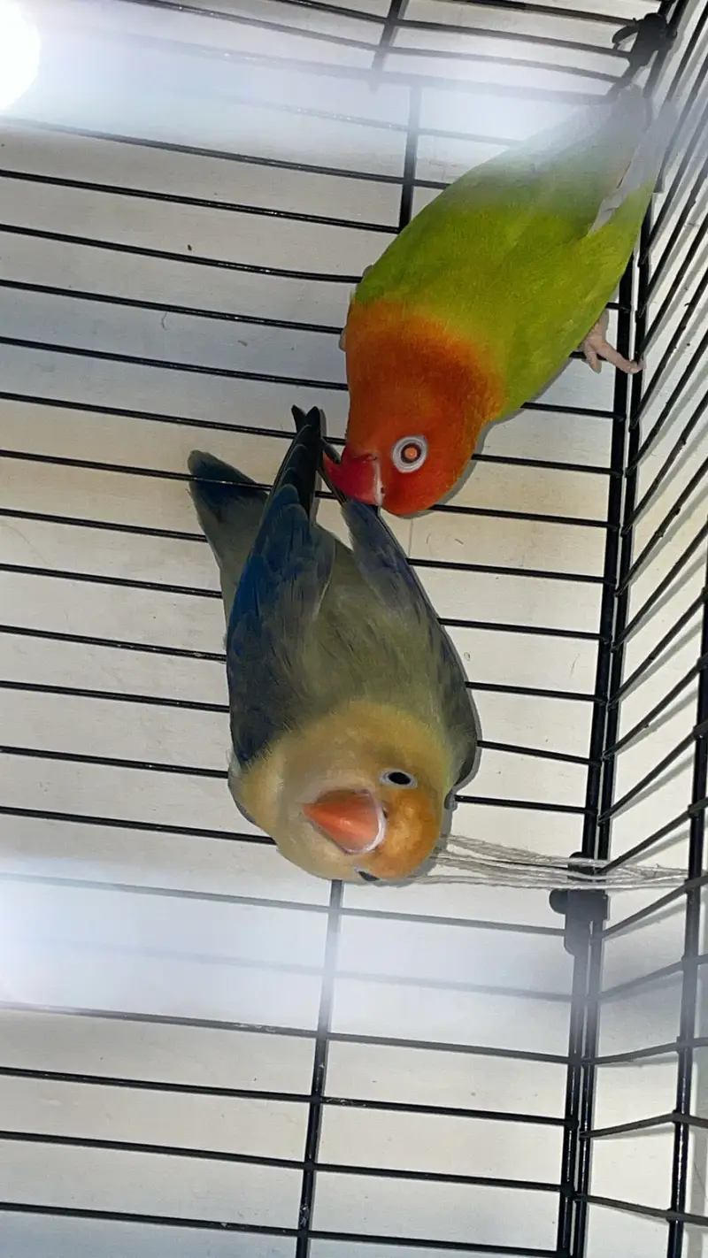 Parblue Fischer's Lovebird mutation — photo 3