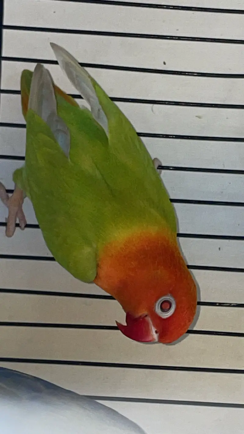 Parblue Fischer's Lovebird mutation — photo 4
