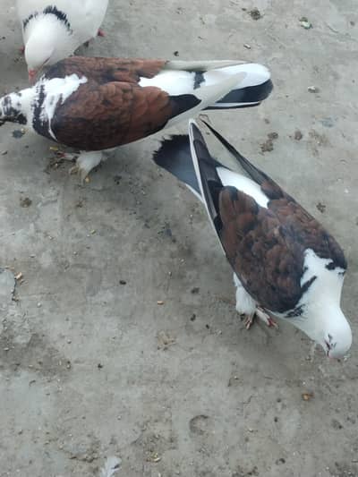 Pepsi color sherazi breeder pair for sale
