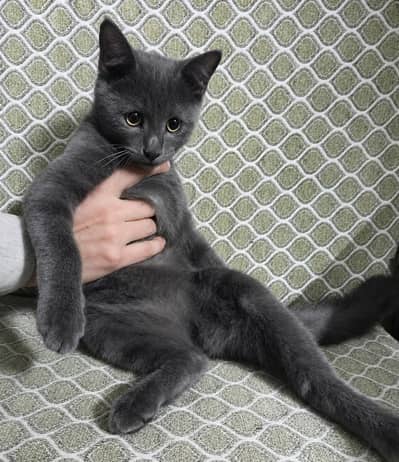Gray Persian kitten