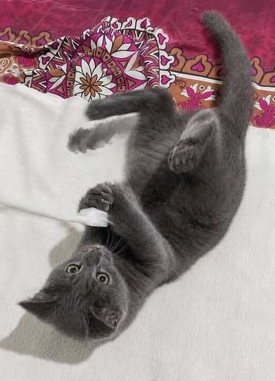Gray Persian kitten