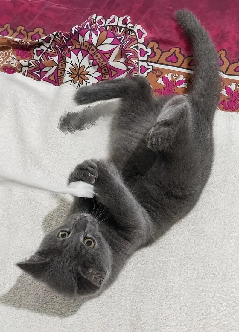 Gray Persian kitten — photo 2