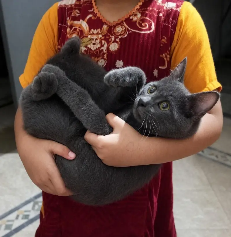 Gray Persian kitten — photo 3