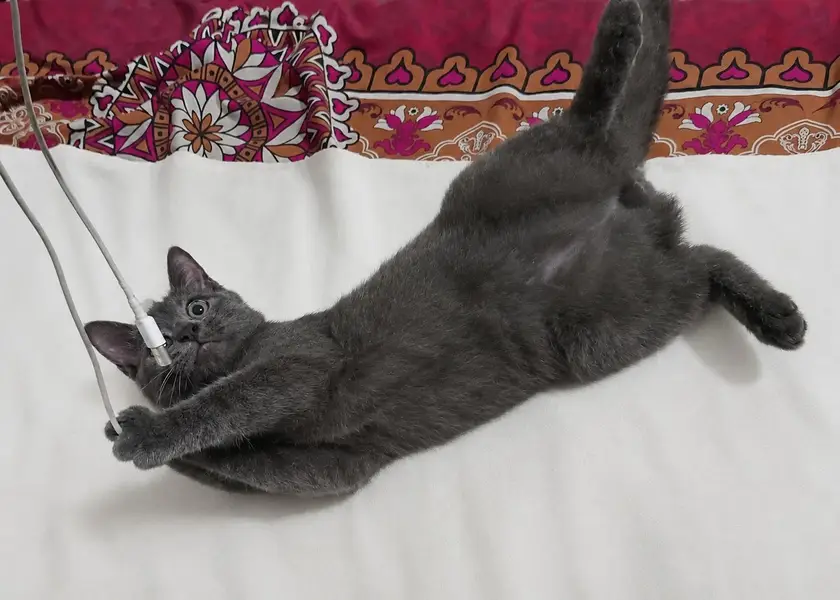 Gray Persian kitten — photo 4