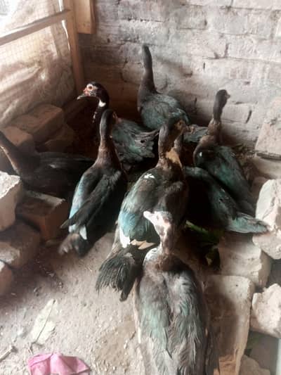 Muscovy with 8 piece urgent sale