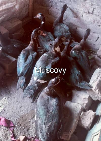 Muscovy duckswith 8 piece egg deti hen urgent sale