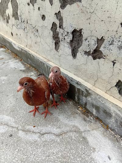 Pair of Pigeon Babies