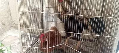 Healthy birds and chickens are available for sale.