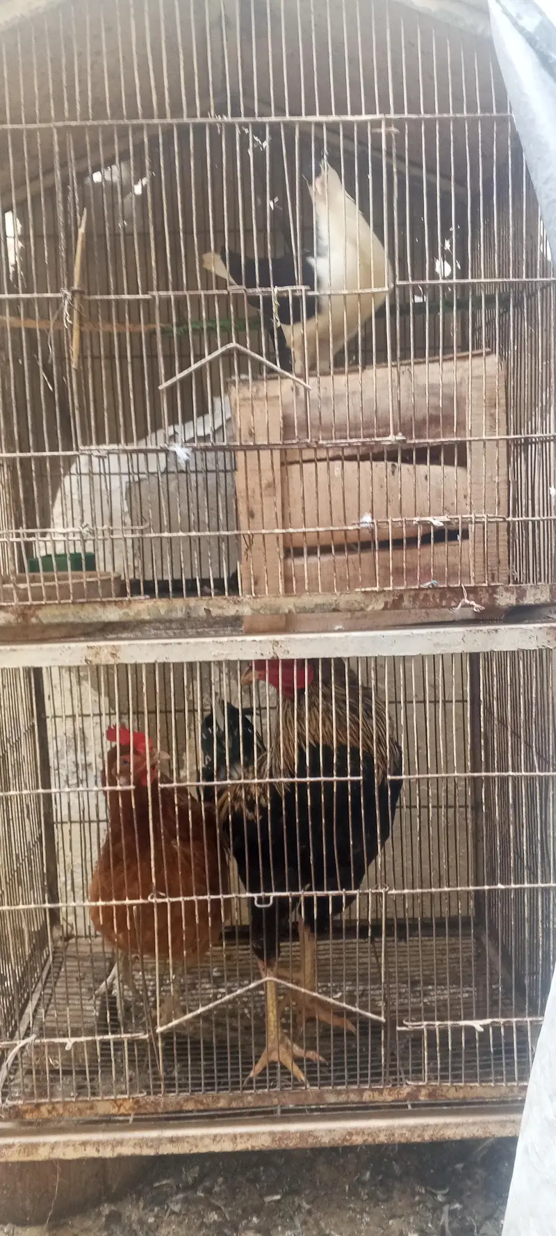 Healthy birds and chickens are available for sale. — photo 2