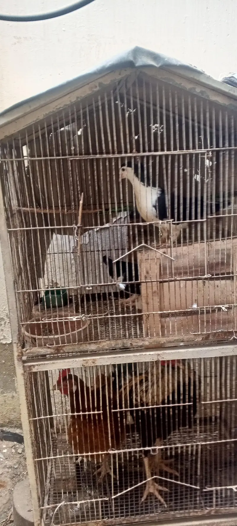 Healthy birds and chickens are available for sale. — photo 3