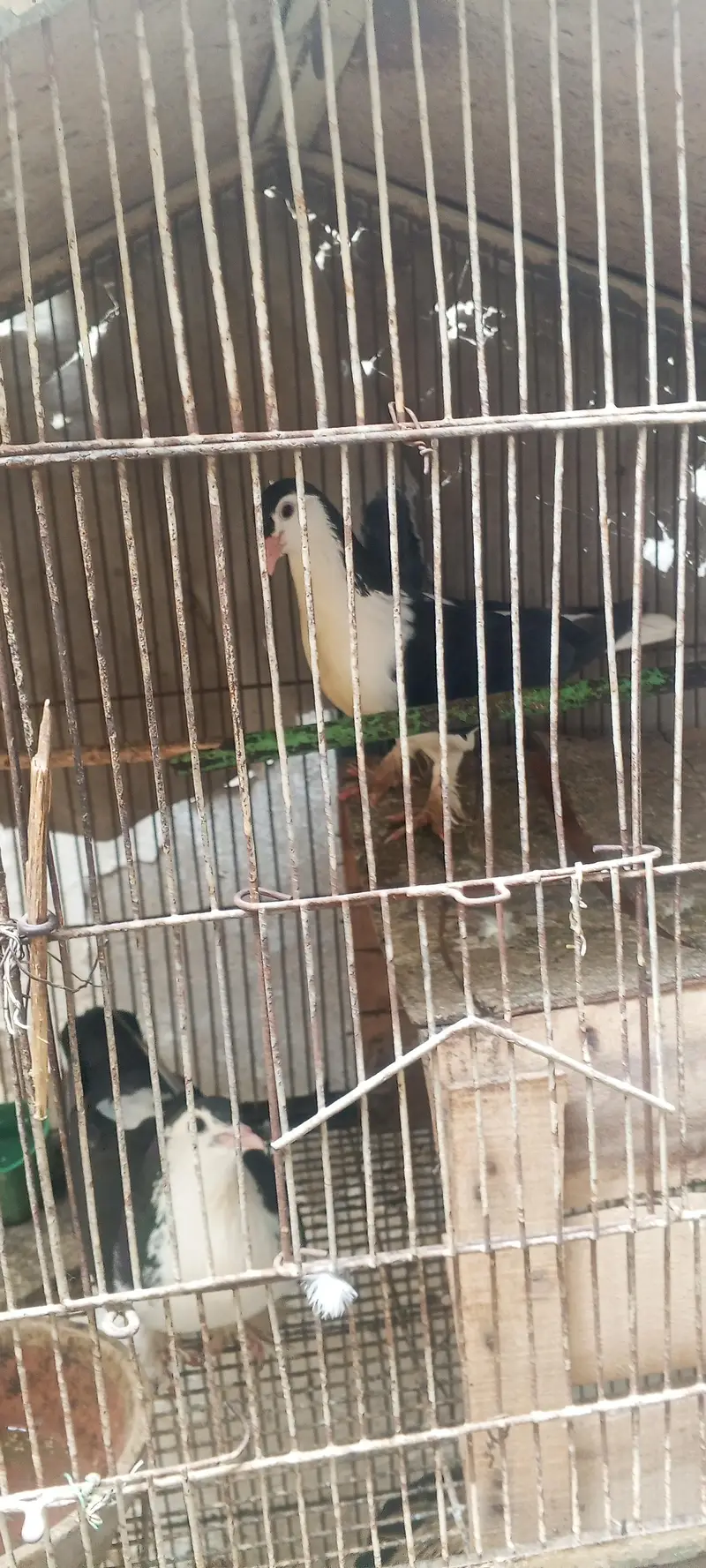 Healthy birds and chickens are available for sale. — photo 5