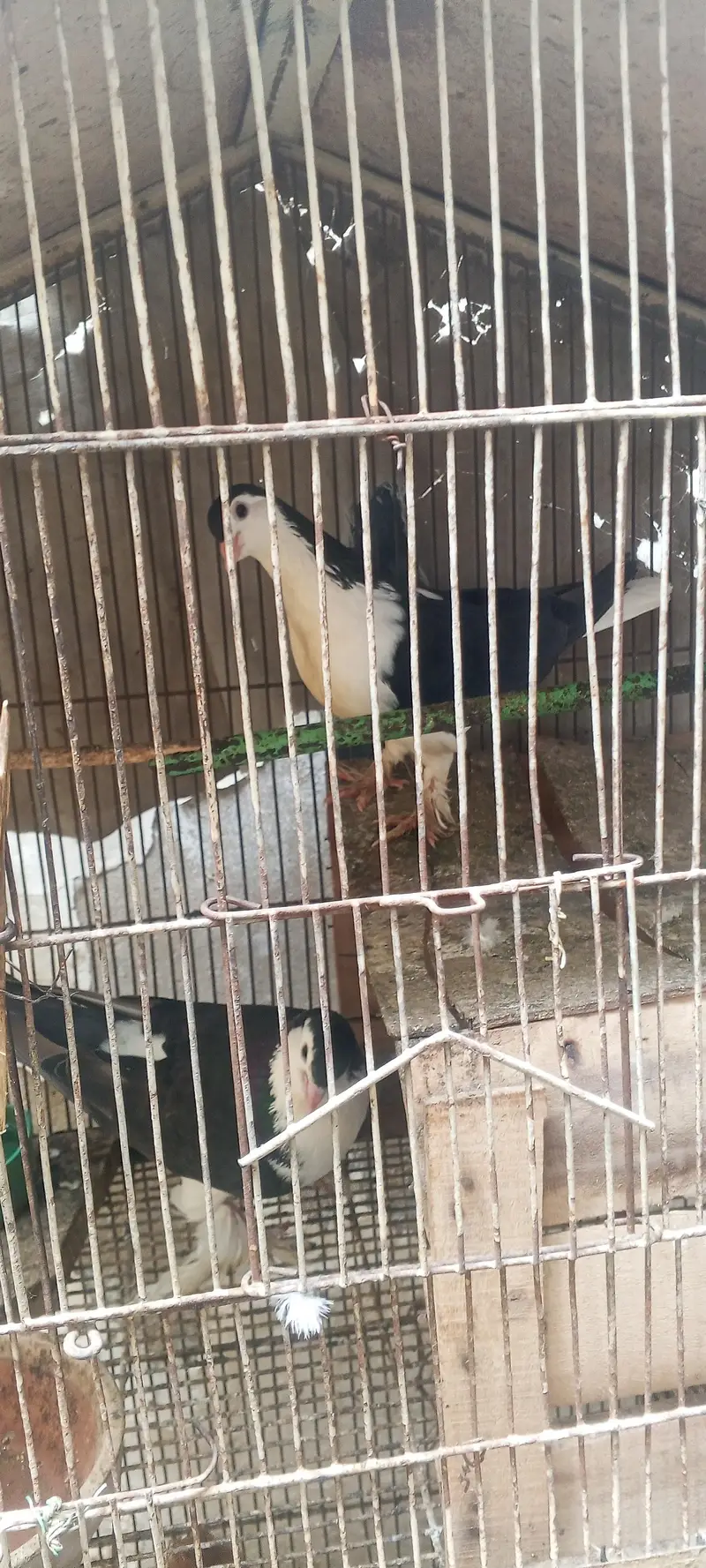 Healthy birds and chickens are available for sale. — photo 6