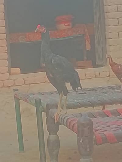 خالص اصیل مرغے اور مرغیاں برائے فروخت