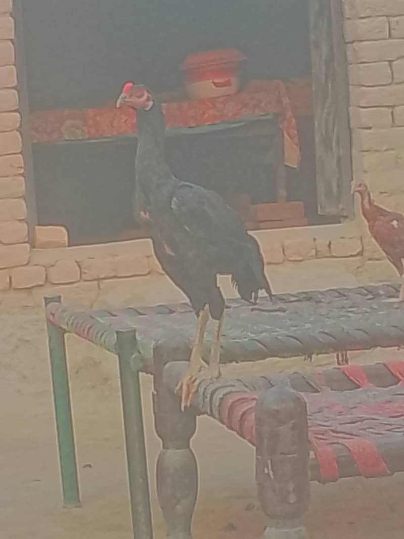 خالص اصیل مرغے اور مرغیاں برائے فروخت 0
