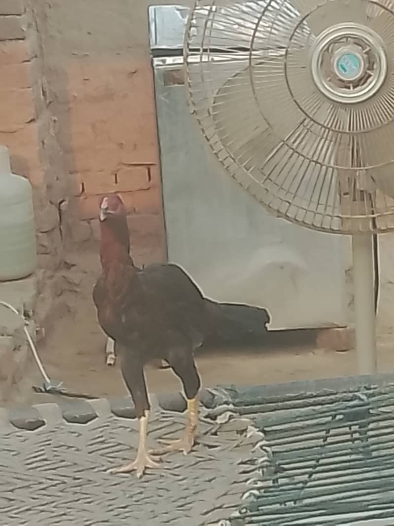 خالص اصیل مرغے اور مرغیاں برائے فروخت 1