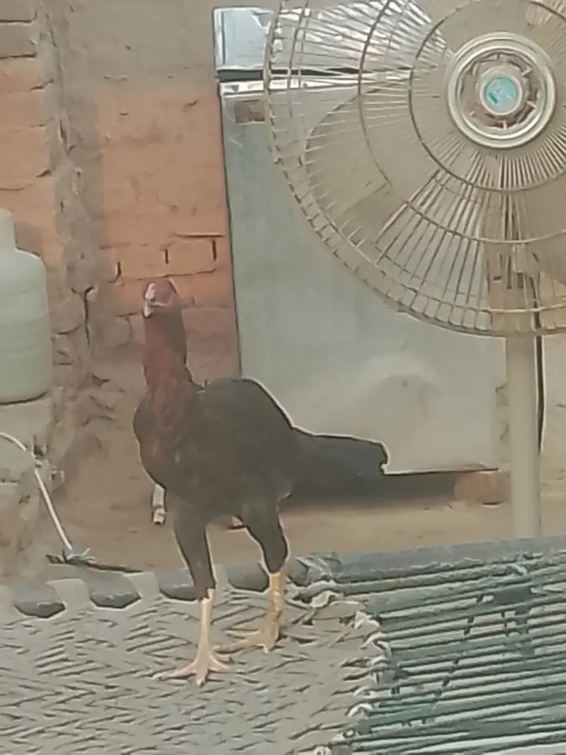 خالص اصیل مرغے اور مرغیاں برائے فروخت — photo 2