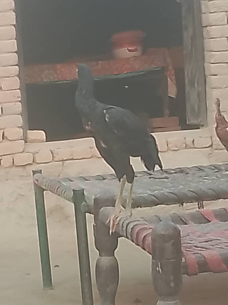 خالص اصیل مرغے اور مرغیاں برائے فروخت 2