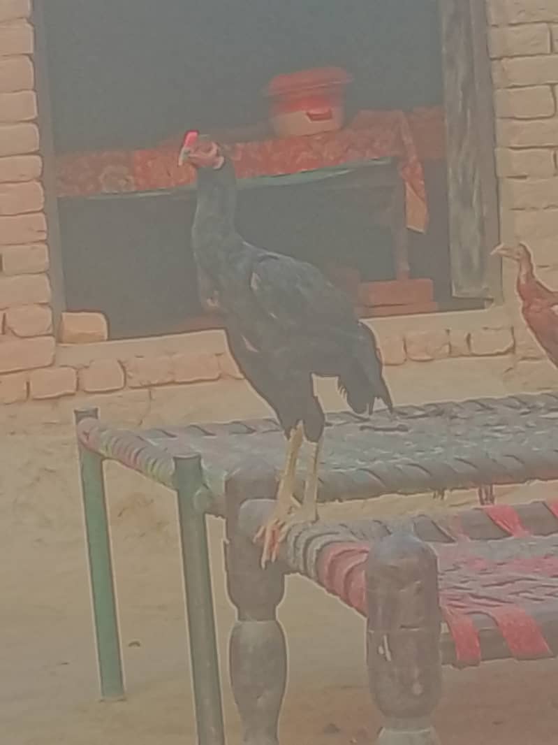 خالص اصیل مرغے اور مرغیاں برائے فروخت 3