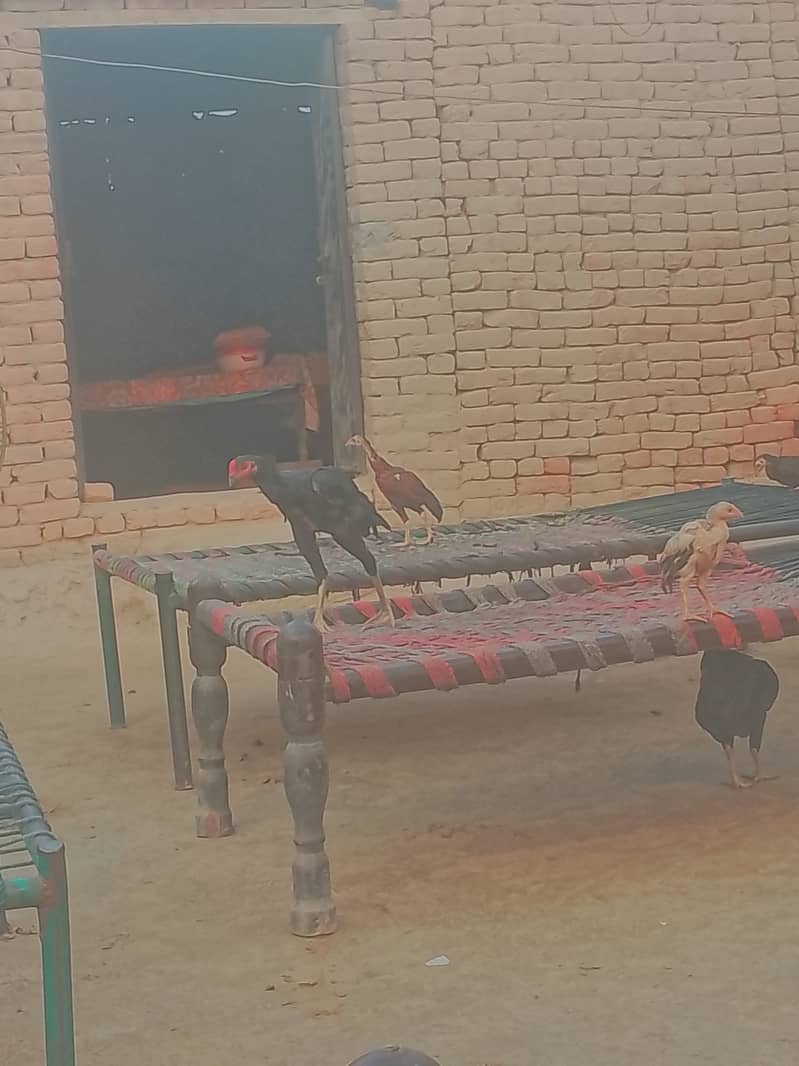 خالص اصیل مرغے اور مرغیاں برائے فروخت 4