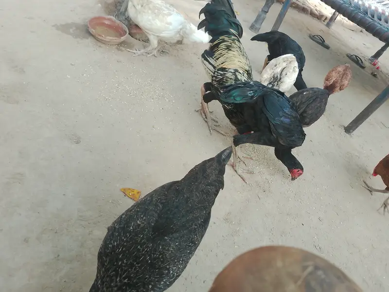 خالص اصیل مرغے اور مرغیاں برائے فروخت — photo 7