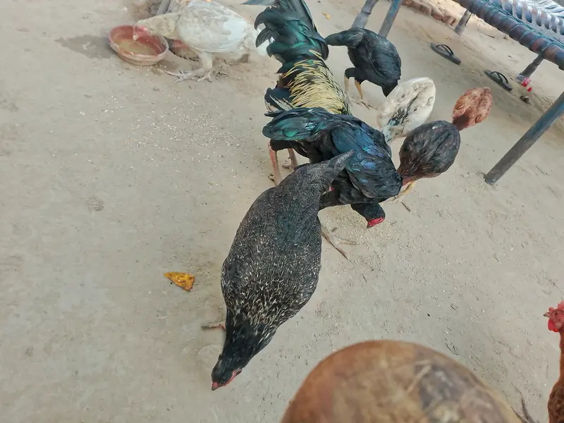 خالص اصیل مرغے اور مرغیاں برائے فروخت — photo 8