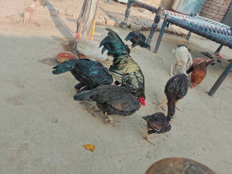 خالص اصیل مرغے اور مرغیاں برائے فروخت 8