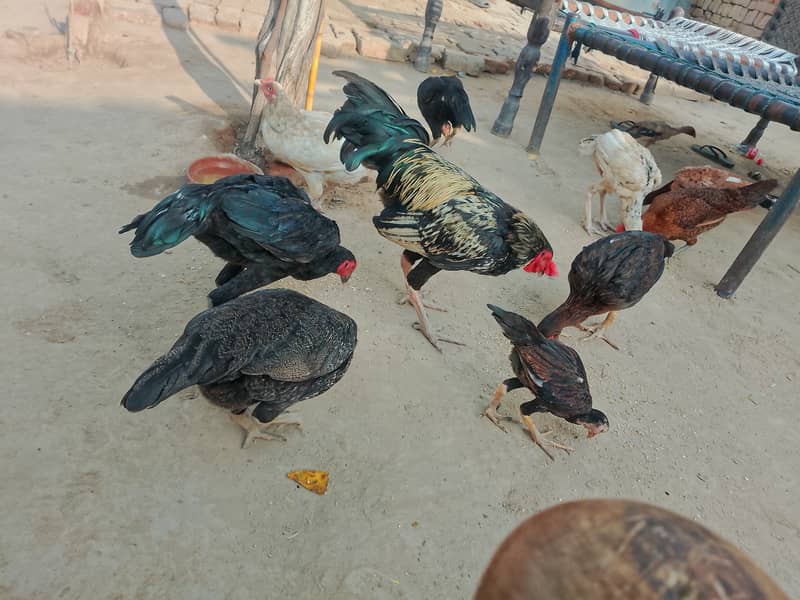 خالص اصیل مرغے اور مرغیاں برائے فروخت 9