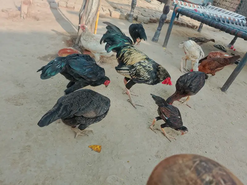 خالص اصیل مرغے اور مرغیاں برائے فروخت — photo 10