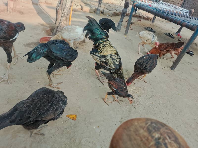 خالص اصیل مرغے اور مرغیاں برائے فروخت 10