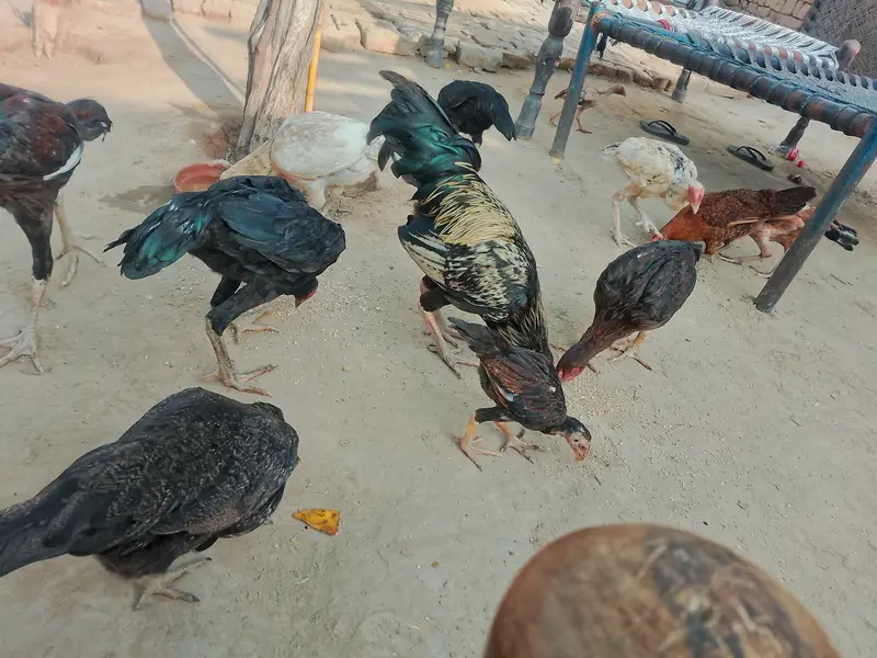 خالص اصیل مرغے اور مرغیاں برائے فروخت — photo 11