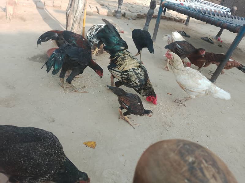 خالص اصیل مرغے اور مرغیاں برائے فروخت 11