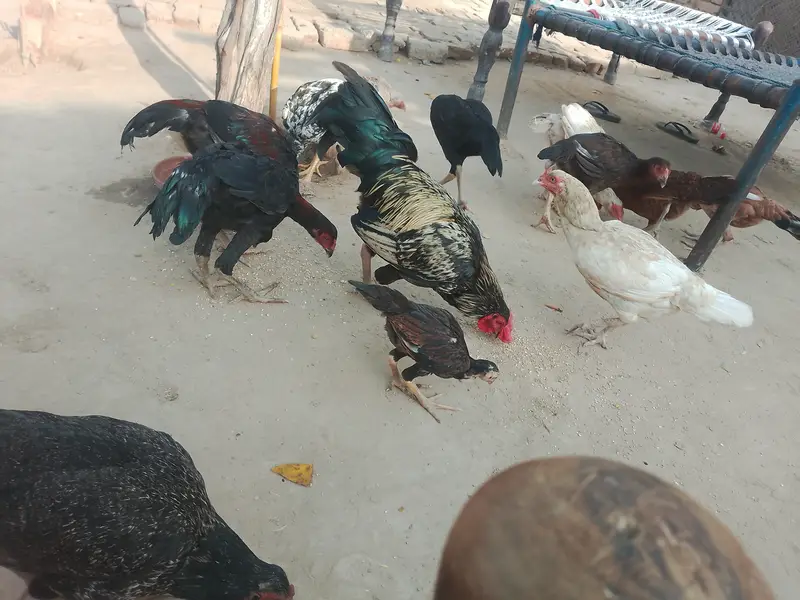 خالص اصیل مرغے اور مرغیاں برائے فروخت — photo 12