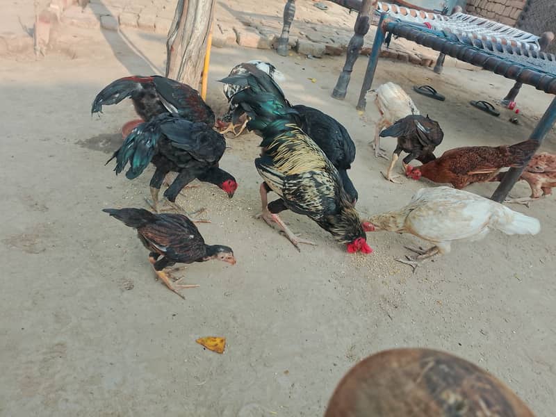 خالص اصیل مرغے اور مرغیاں برائے فروخت 12