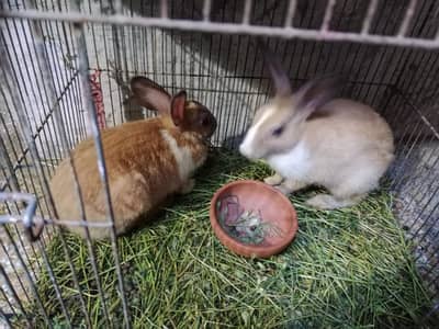 male and female fair