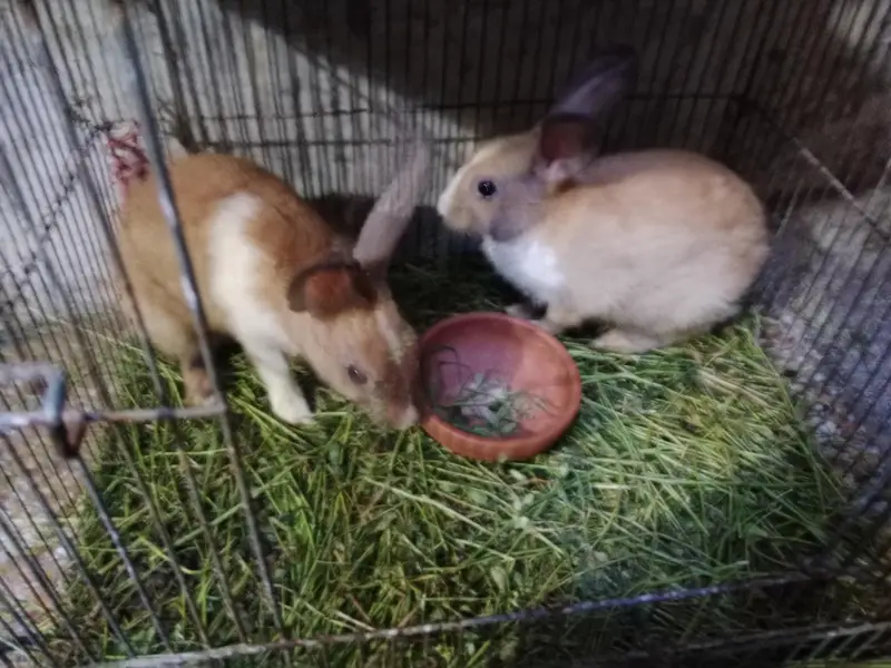 male and female fair — photo 2