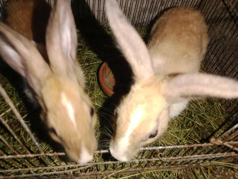 male and female fair — photo 3