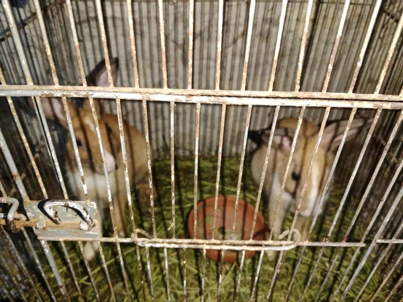 male and female fair — photo 4