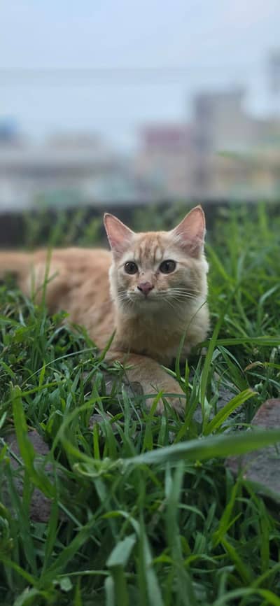 Persian Kitten