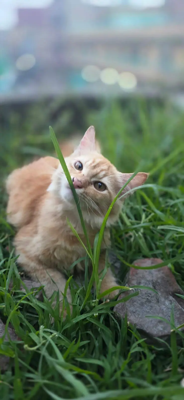 Persian Kitten — photo 2