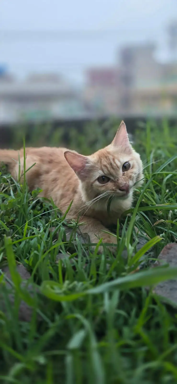 Persian Kitten — photo 3