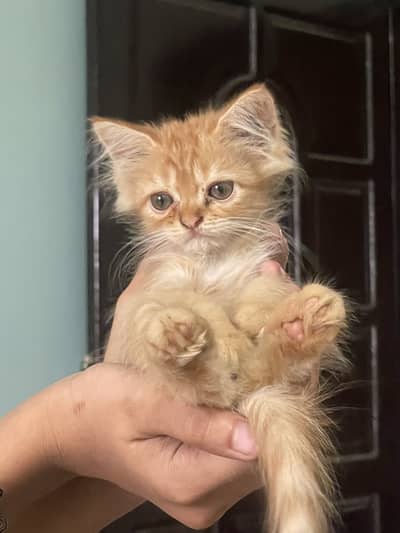For sale