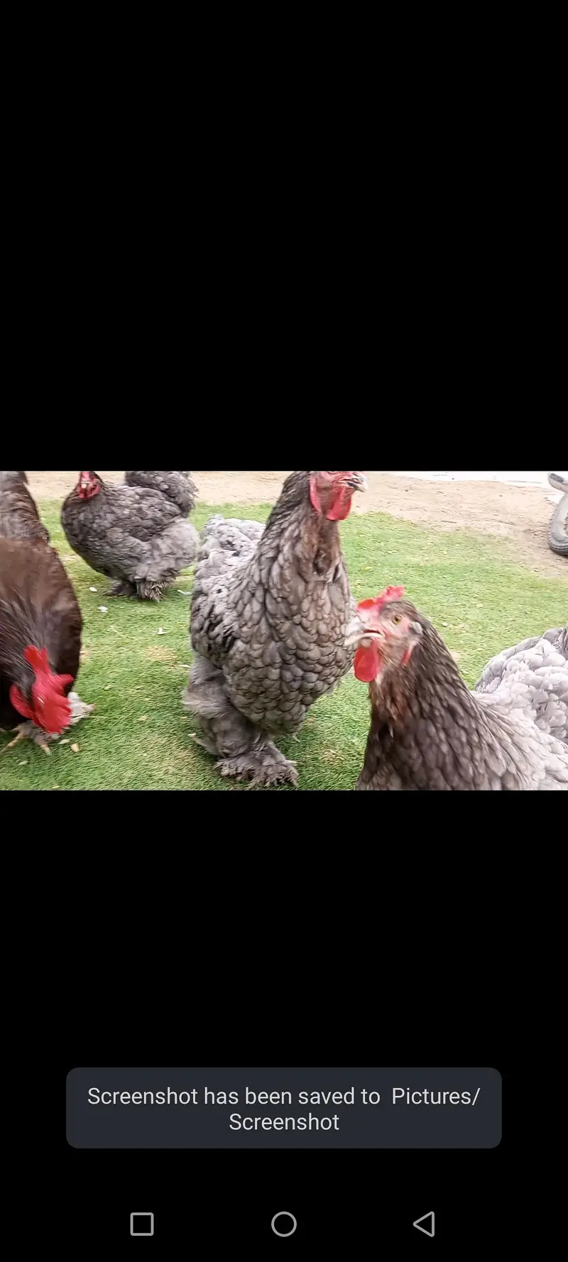 HEAVY BLUE BUFF BREEDER pair — photo 3
