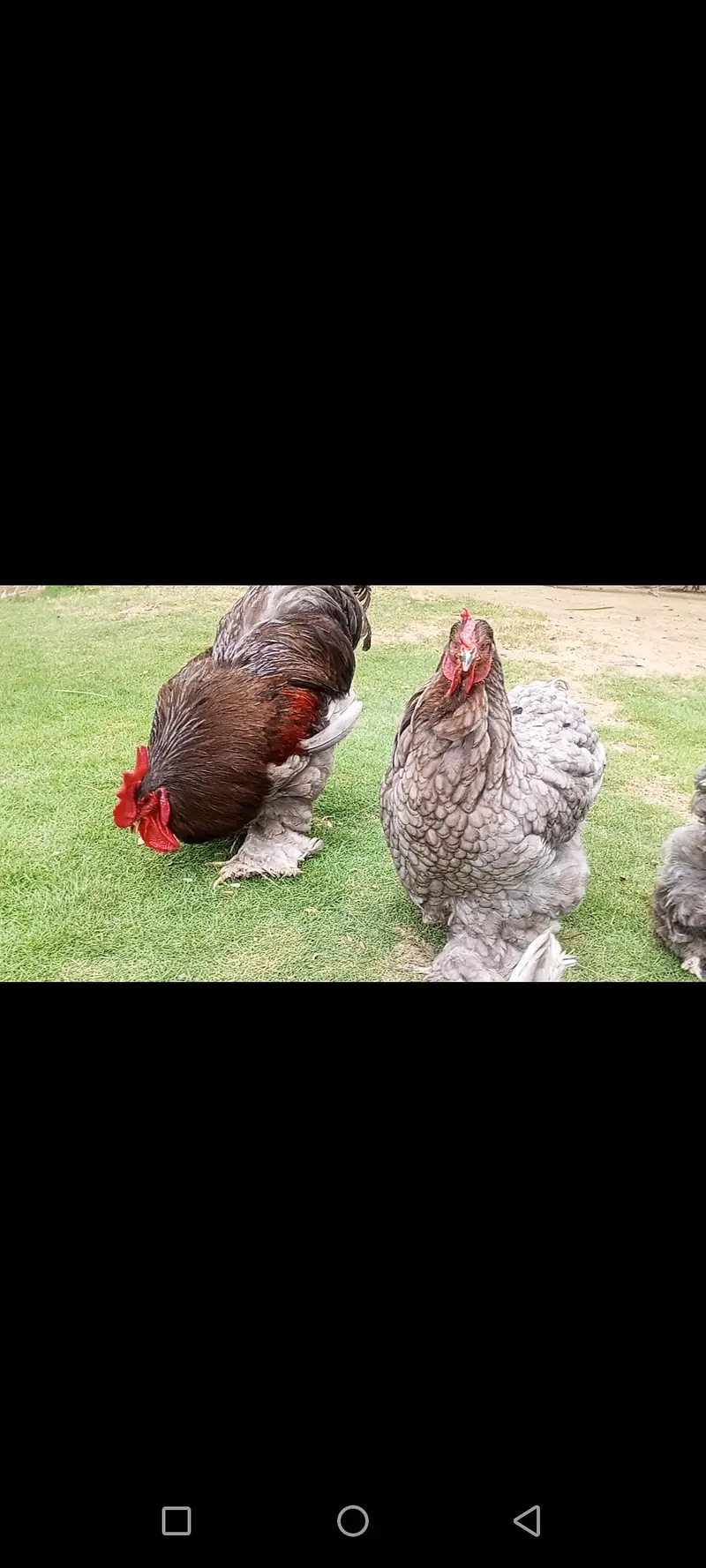 HEAVY BLUE BUFF BREEDER pair — photo 4