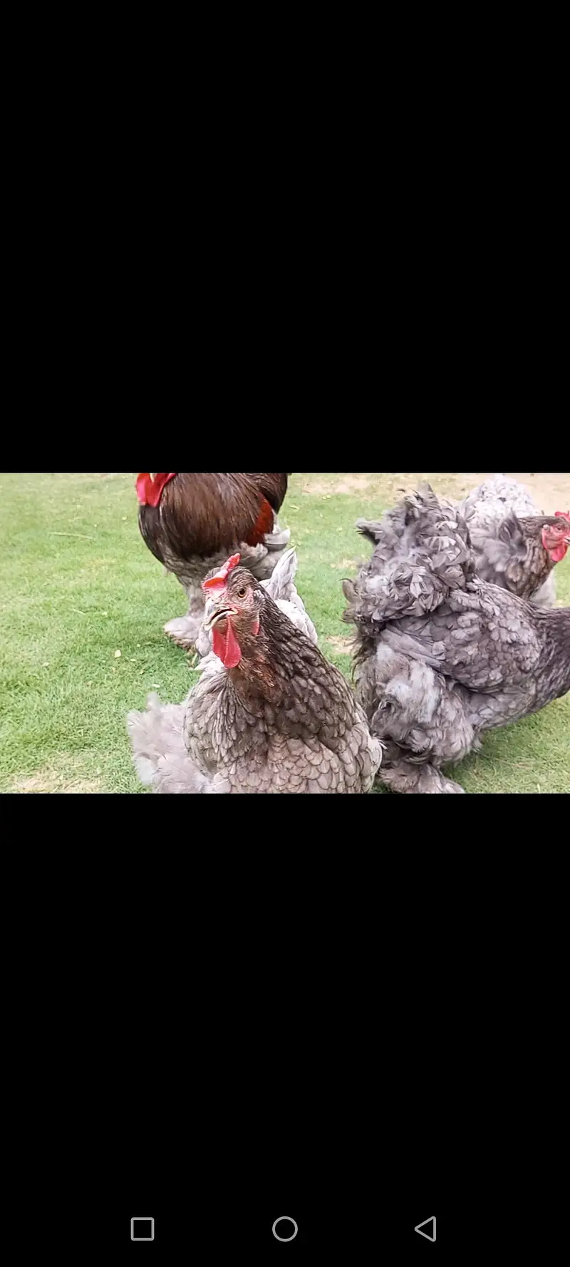 HEAVY BLUE BUFF BREEDER pair — photo 5